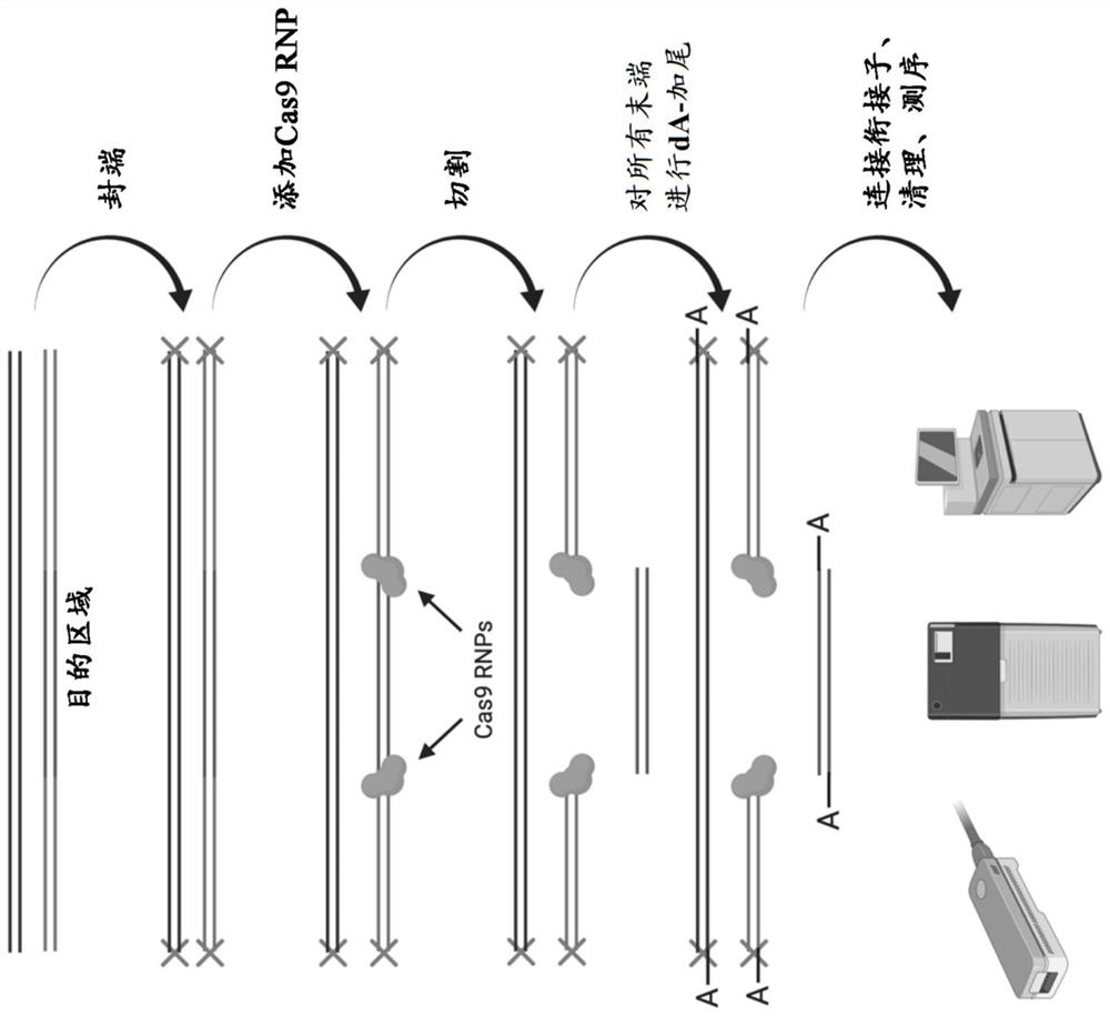 Identification of genomic structural variants using long read sequencing