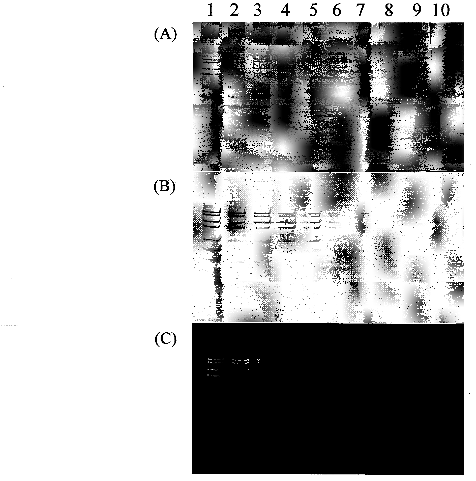 Application of basic fuchsin and derivatives thereof in DNA detection on polyacrylamide gel