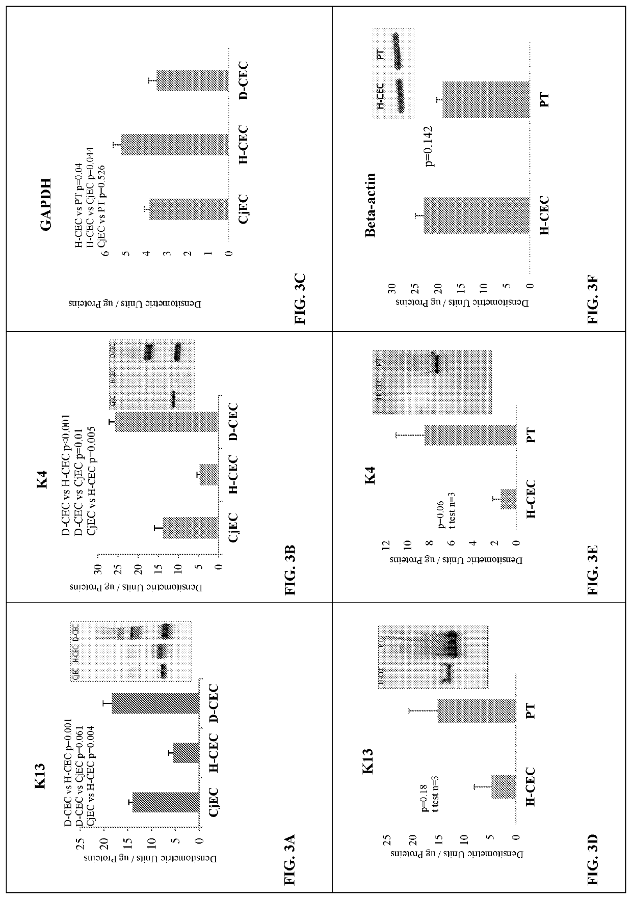 Proteasome modulation for treatment of corneal disorders