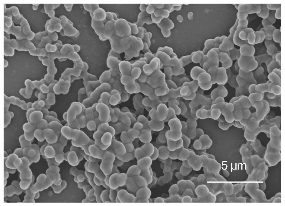 Multifunctional natural super-hydrophobic material and application thereof