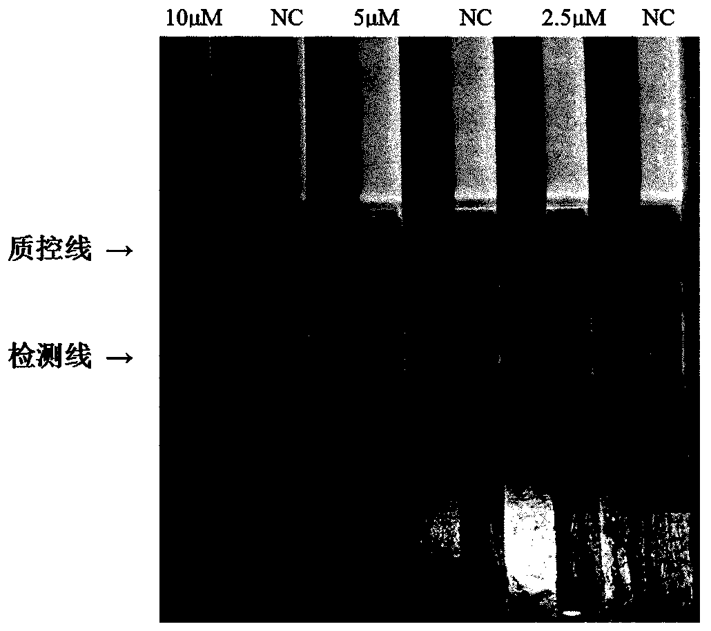 Recombinase polymerase amplification (RPA) method, RPA special primers and RPA probe for detecting streptococcus suis serotype 2 as well as application of RPA method, RPA special primers and RPA probe