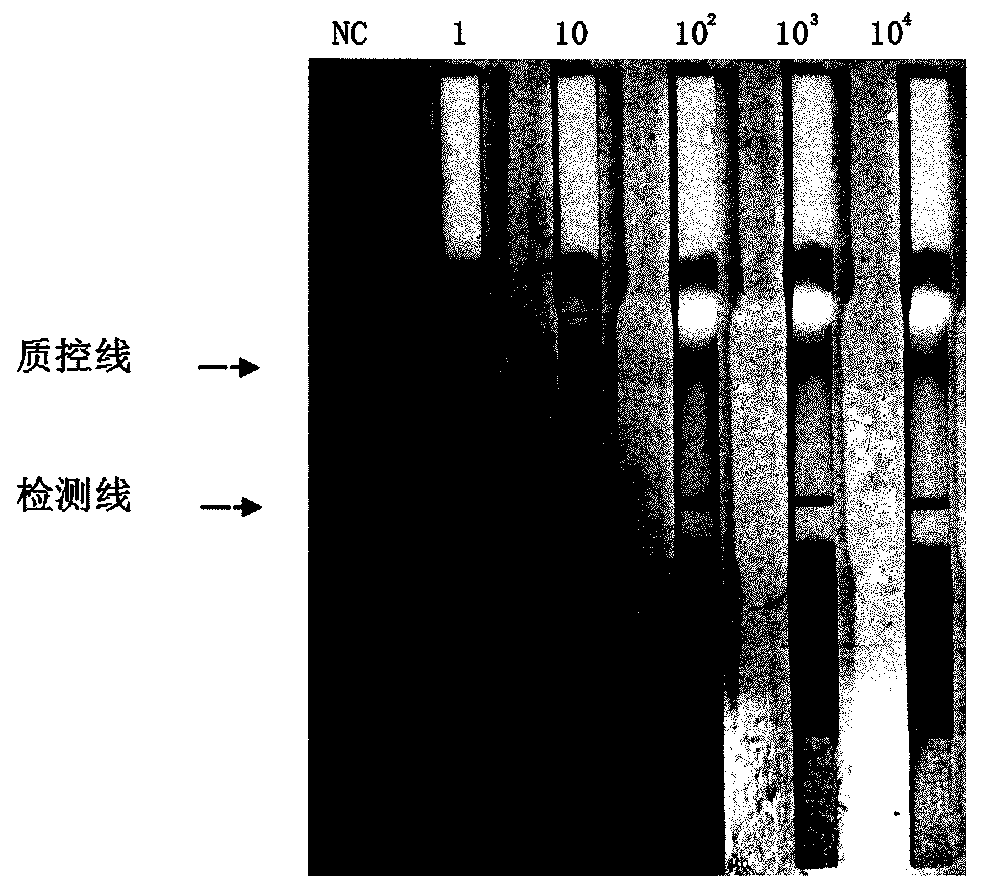 Recombinase polymerase amplification (RPA) method, RPA special primers and RPA probe for detecting streptococcus suis serotype 2 as well as application of RPA method, RPA special primers and RPA probe