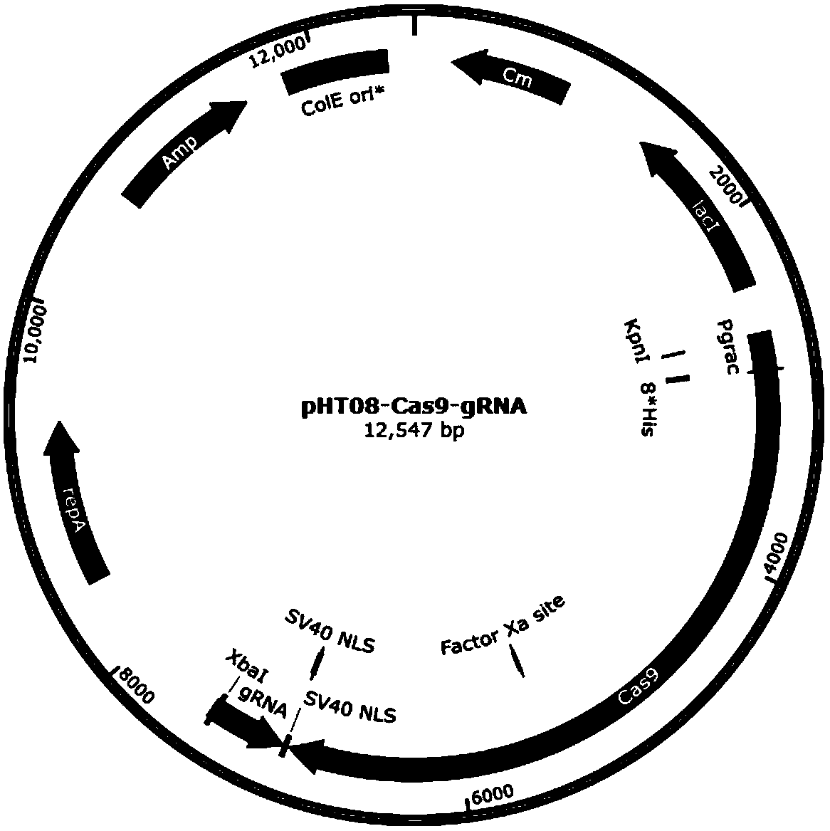 Method for transforming Bacillus siamensis by electric shock