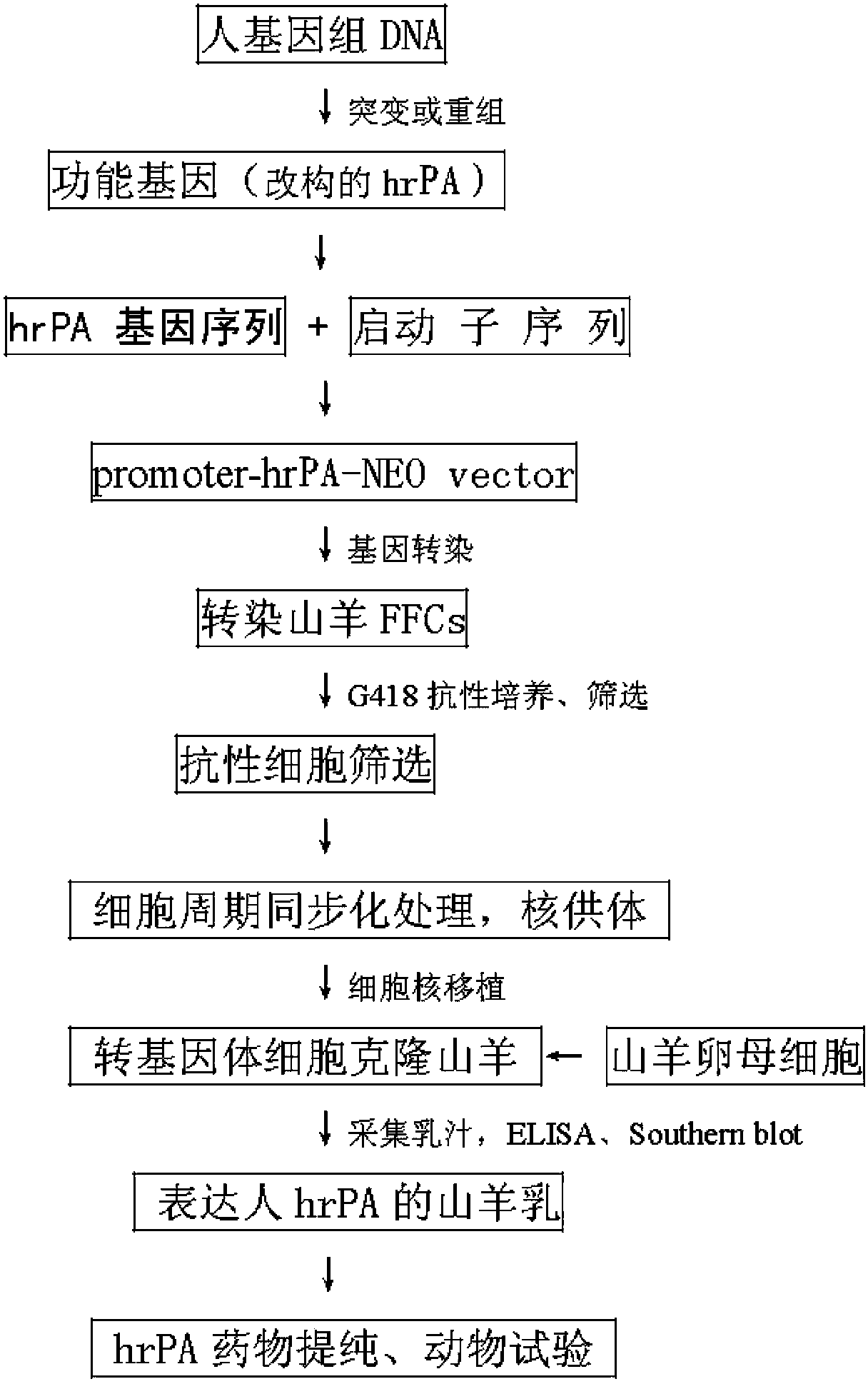 Method for producing human recombinant plasminogen activator protein with transgenic sheep in large scale