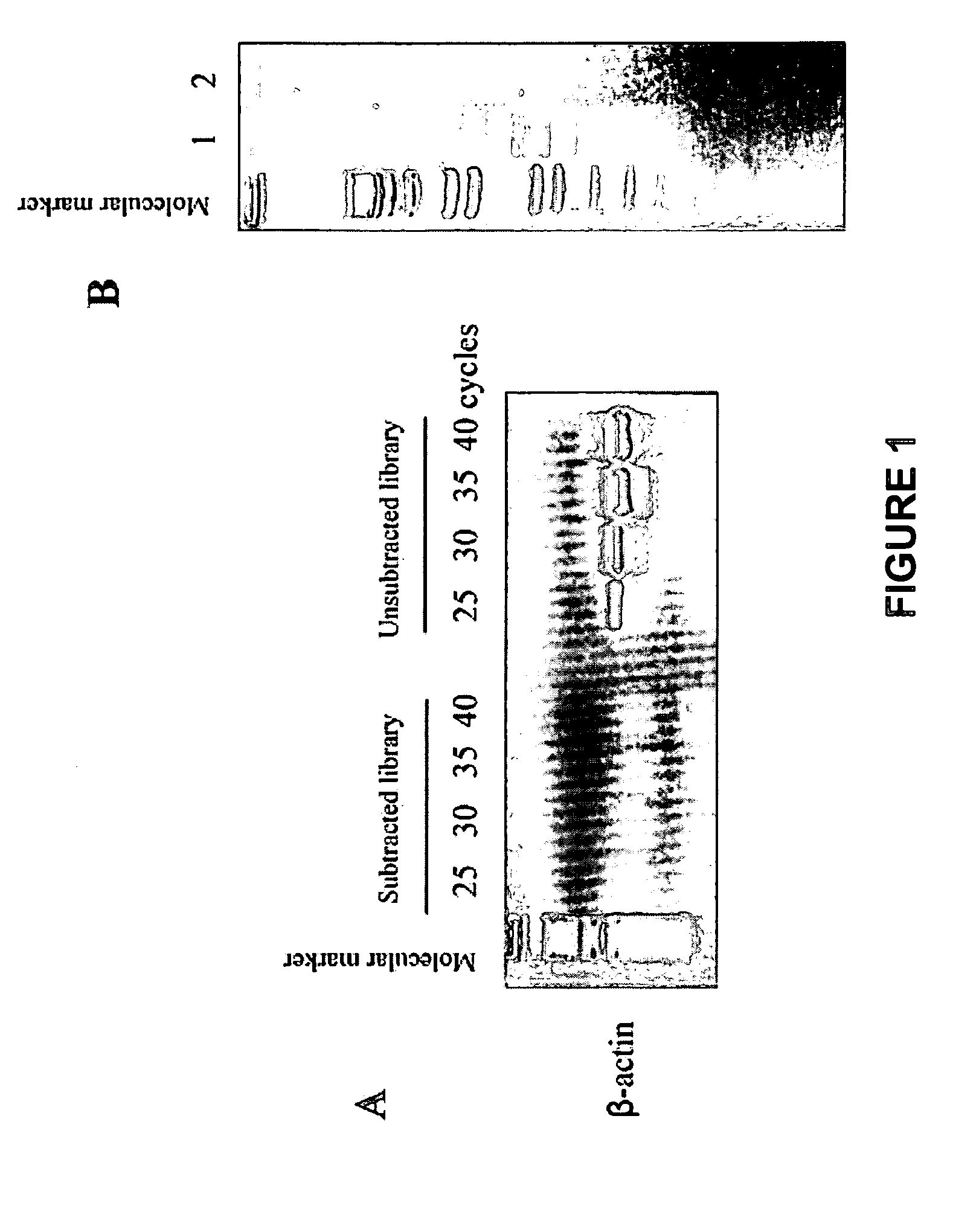 Methods of providing gene expression profiles for metastatic cancer phenotypes utilizing differentially expressed transcripts associated with circulating tumor cells