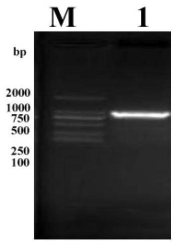 A kind of recombinant BCG strain overexpressing Mycobacterium tuberculosis rv3586 and its application