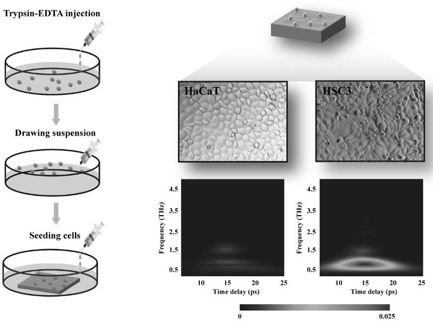 Symmetrical bow-shaped flexible metasurface sensor for biological cancer cell detection and application