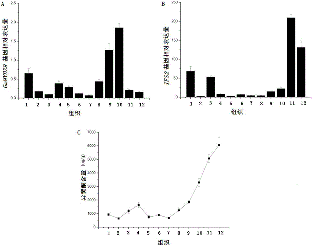 MYB type transcription factor GmMYB29 of Glycine max as well as encoding gene and application of transcription factor GmMYB29