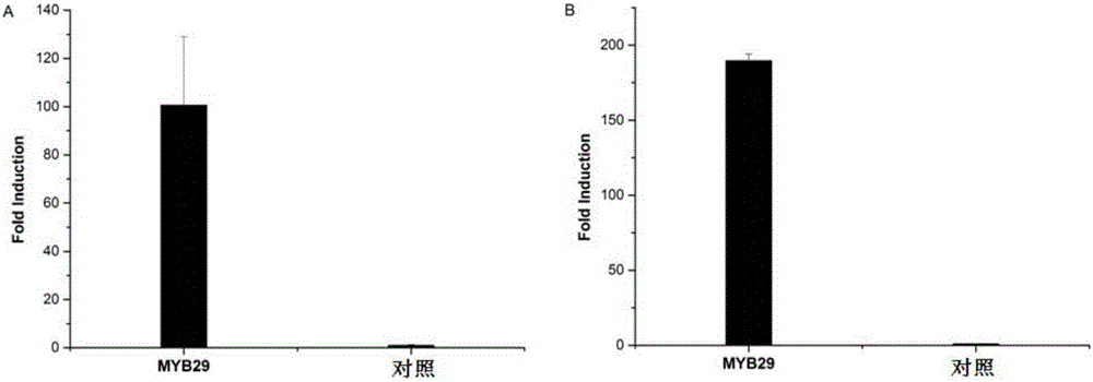 MYB type transcription factor GmMYB29 of Glycine max as well as encoding gene and application of transcription factor GmMYB29