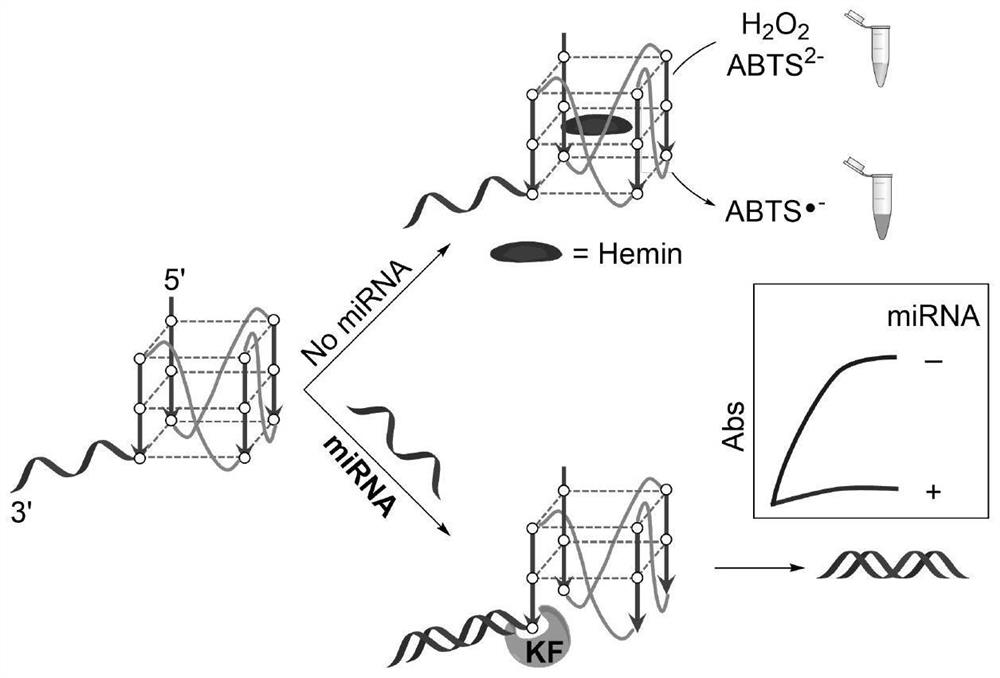 A detection method for visual identification of microRNAs based on structural unwinding of G-quadruplex probes