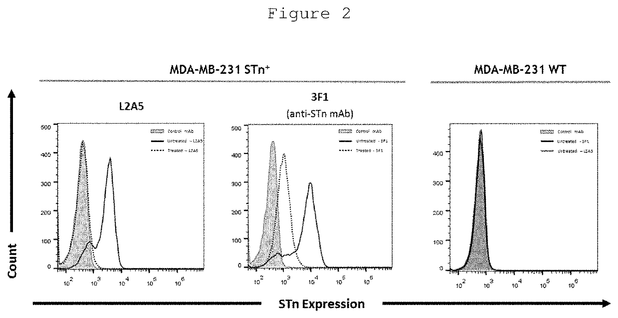 L2a5 antibody or functional fragment thereof against tumour antigens