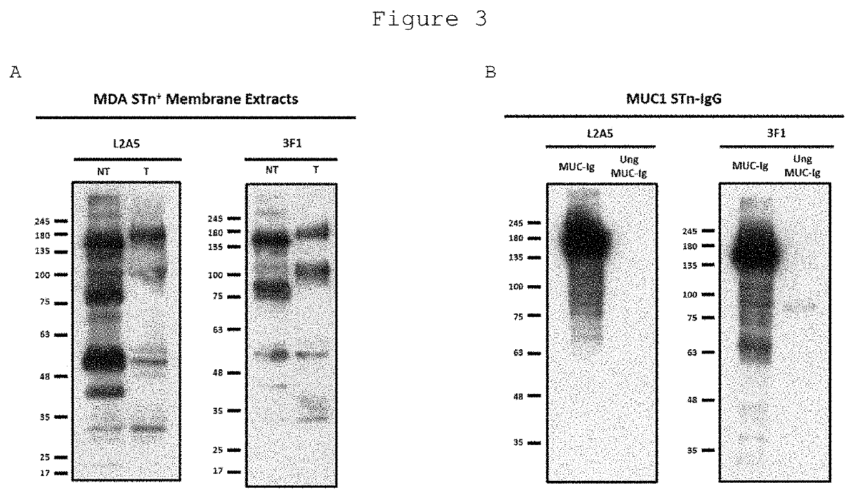 L2a5 antibody or functional fragment thereof against tumour antigens