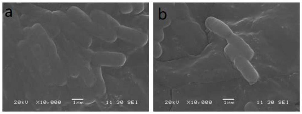 Bacillus cereus strain YN917 and application thereof