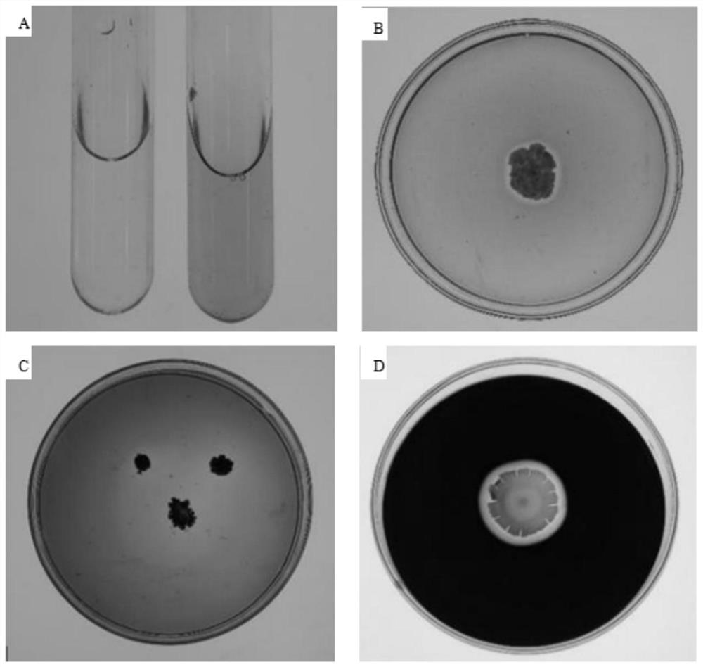 Bacillus cereus strain YN917 and application thereof