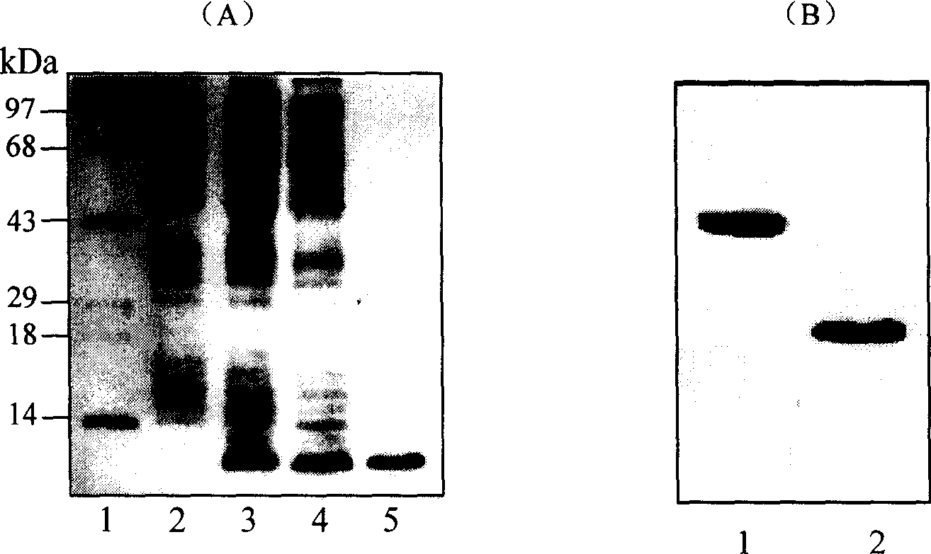 Human proinsulin-KGD chimeric peptide as new recombinat antithrombotic with thrombocyte GP-IIb-IIIa receptor specificity