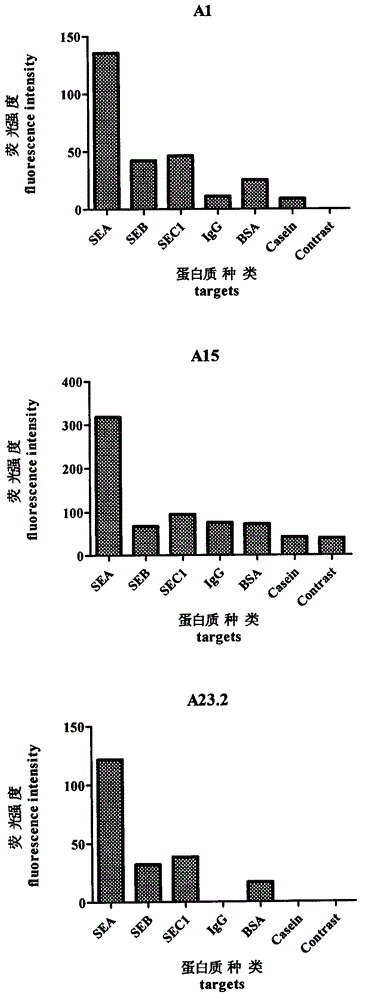 A group of nucleic acid aptamers that specifically recognize Staphylococcus aureus enterotoxin a