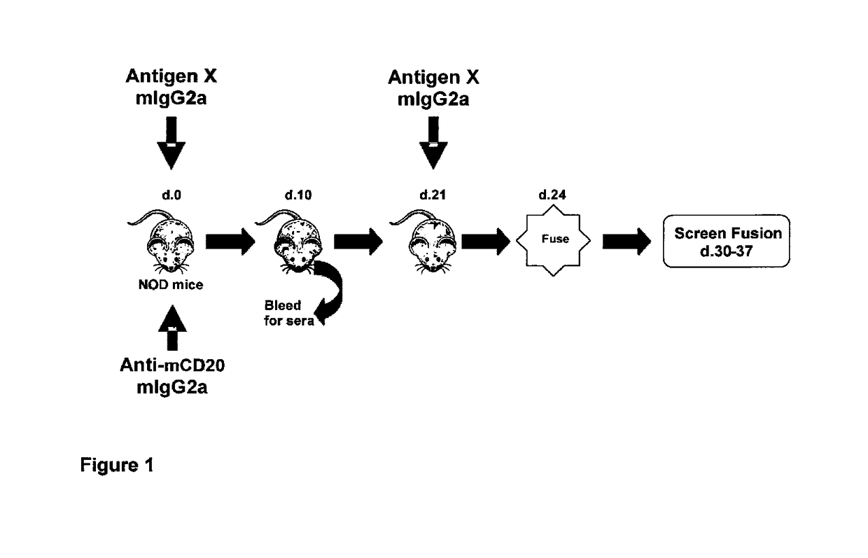 Rapid generation of anti-idiotypic antibodies