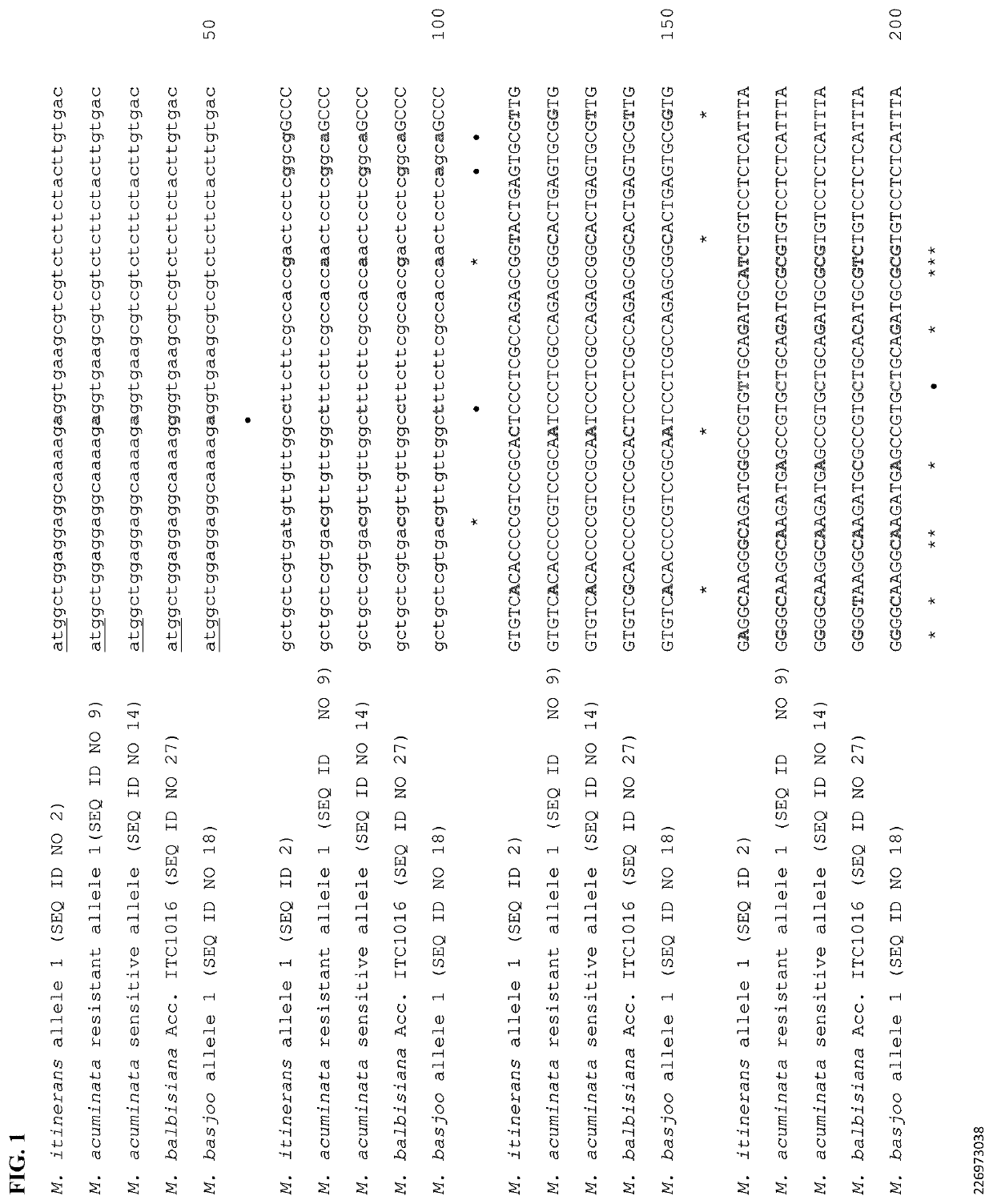 Identification of resistance genes from wild relatives of banana and their uses in controlling panama disease