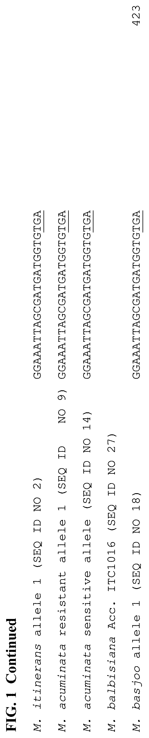 Identification of resistance genes from wild relatives of banana and their uses in controlling panama disease