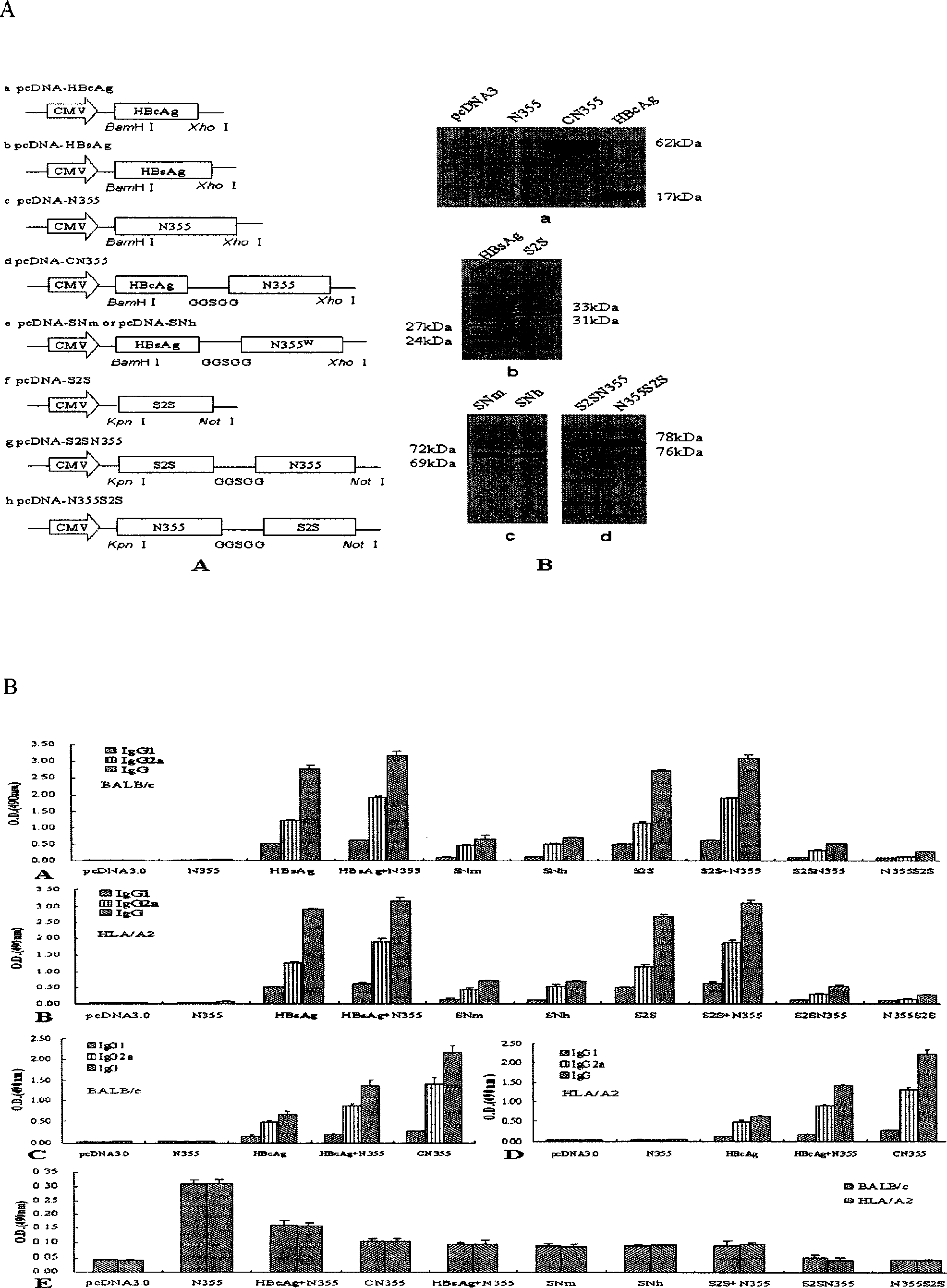 Cocktail vaccine for anti immune tolerance and immunodeficiency virus and its application