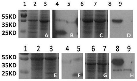 A method for expressing nitrogenase gene in eukaryotic cells