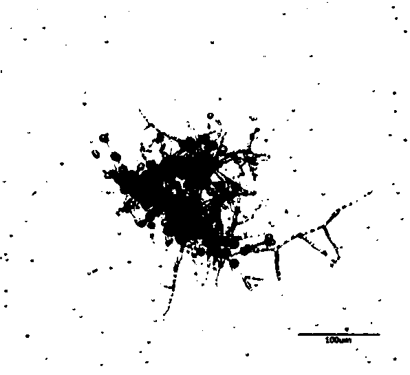 Chlamydospore obtained through liquid fermentation of trichoderma spp and preparation method of chlamydospore