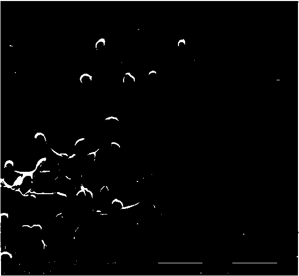 Chlamydospore obtained through liquid fermentation of trichoderma spp and preparation method of chlamydospore