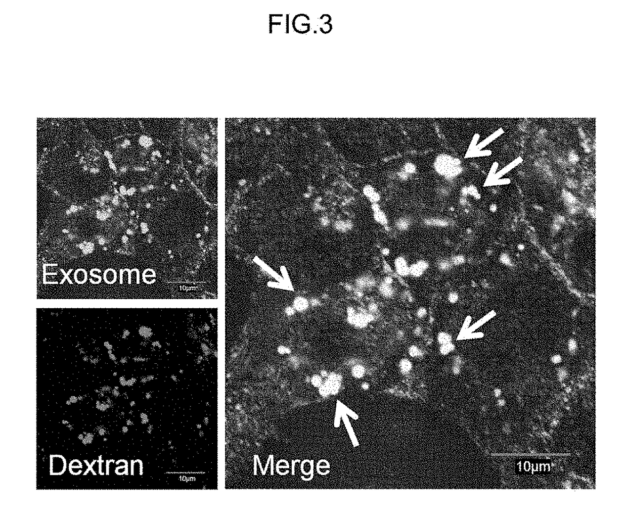 Method for introducing exogenous substance into cell, and material used in said method