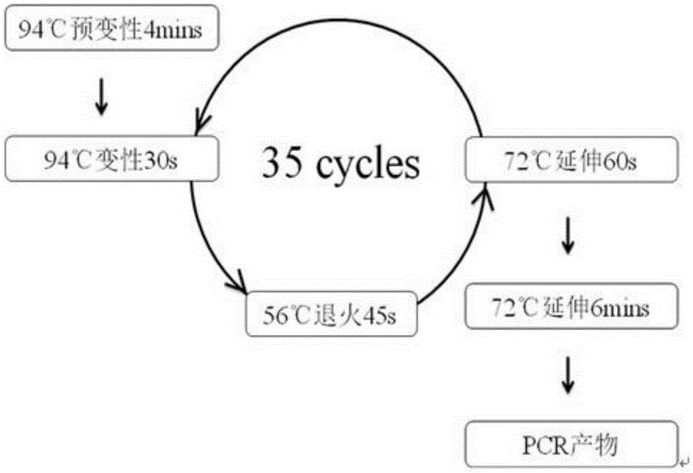 Method and kit for mutation detection of mitochondrion tRNA&lt;Leu(UUR)&gt;3253T&gt;C