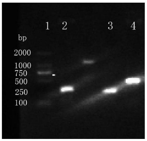 Tuberculosis candidate vaccine fusion protein