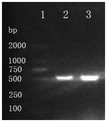 Tuberculosis candidate vaccine fusion protein