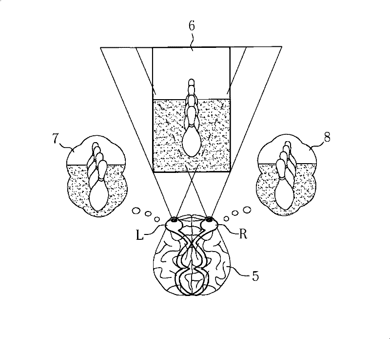 Multiple visual field stereo display