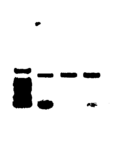 Plant salt-resistant protein MsVNI1 as well as coding gene and application thereof