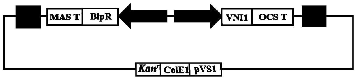 Plant salt-resistant protein MsVNI1 as well as coding gene and application thereof