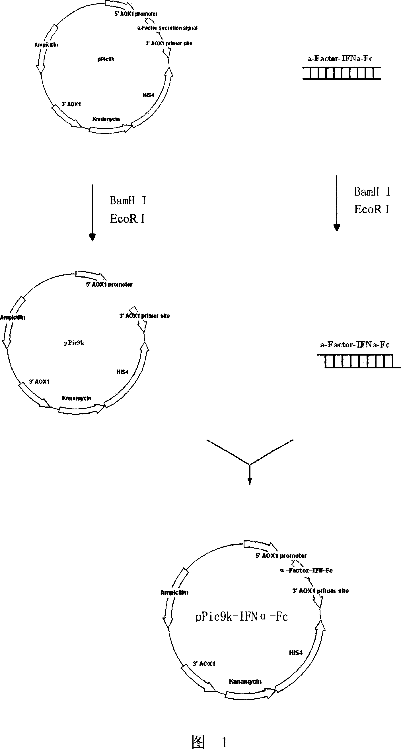 Fusion protein with alpha-interferon activity and its coded gene and use