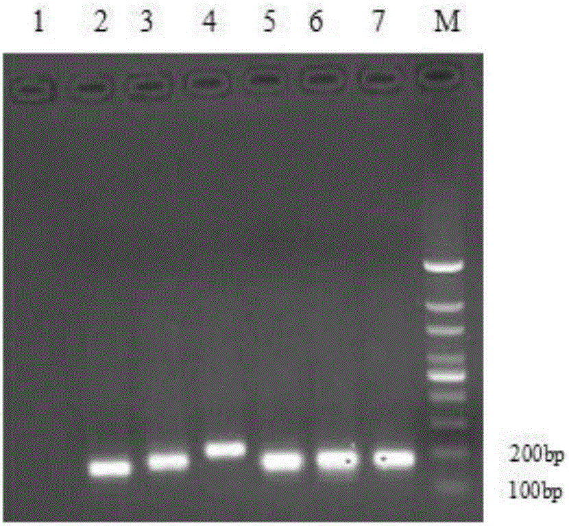 Multi-fluorescent immunoassay method for rapidly distinguishing 6 types of poultry respiratory pathogens