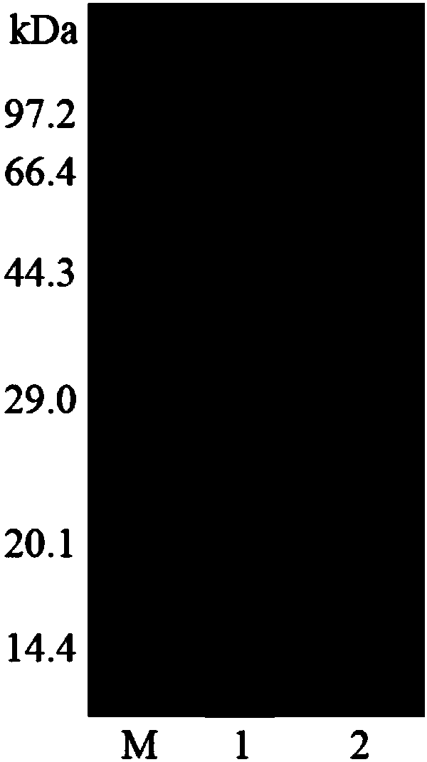 Preparation method of konjaku mannan oligosaccharide and special beta-mannase mutant adopted by same