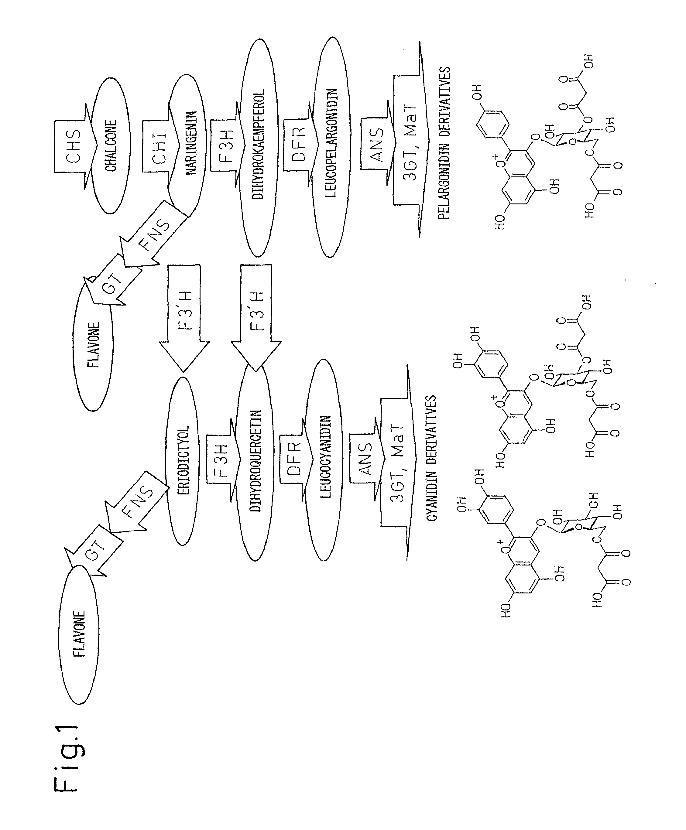 Method for producing chrysanthemum plant having petals containing modified anthocyanin