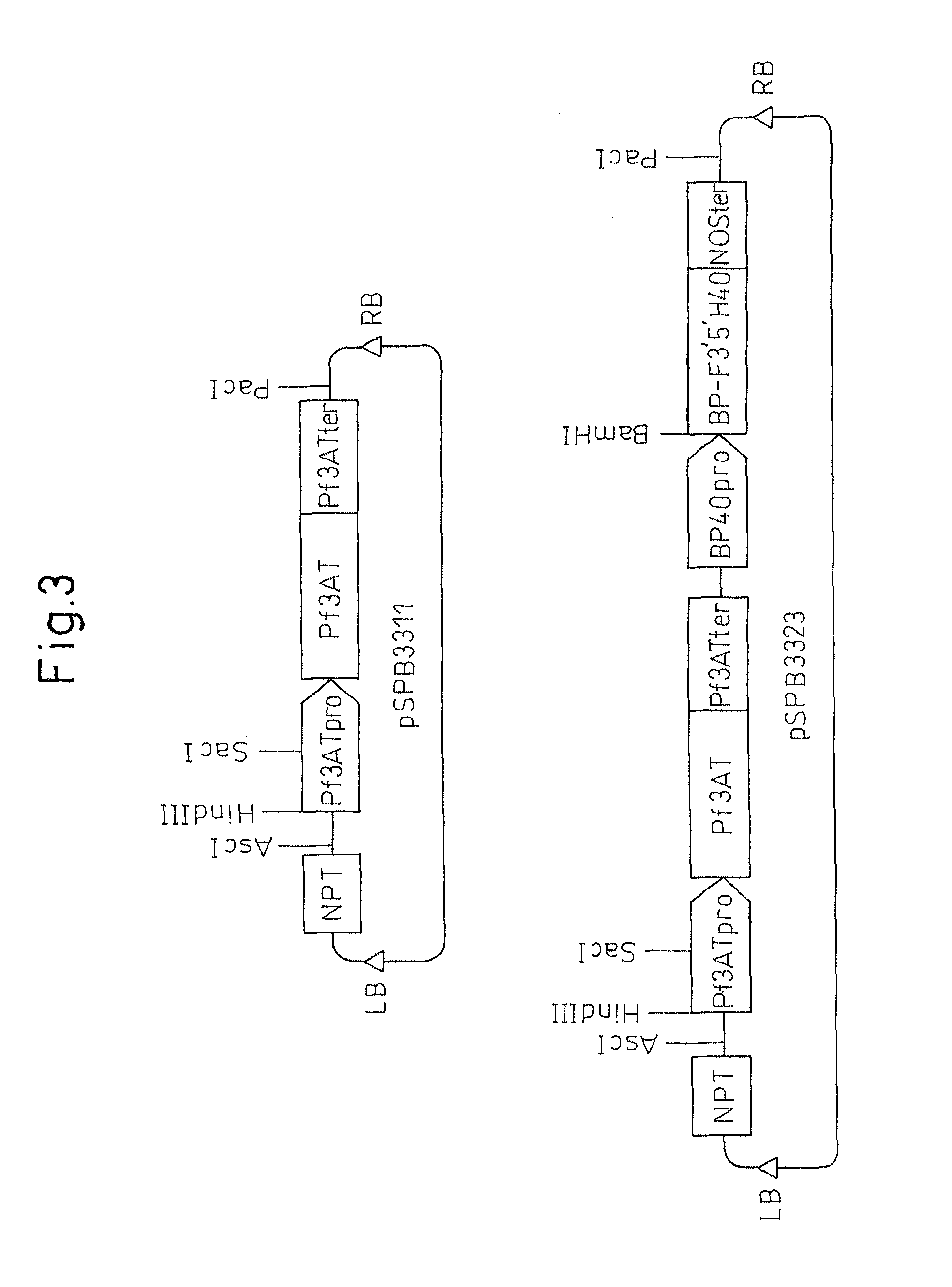 Method for producing chrysanthemum plant having petals containing modified anthocyanin