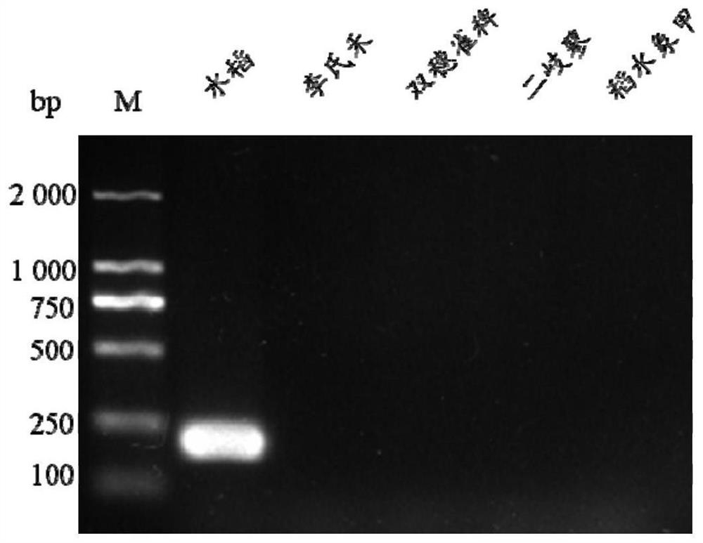 Method for detecting feeding habits of lissorhoptrus oryzophilus in intestinal tract based on SCAR-PCR technology