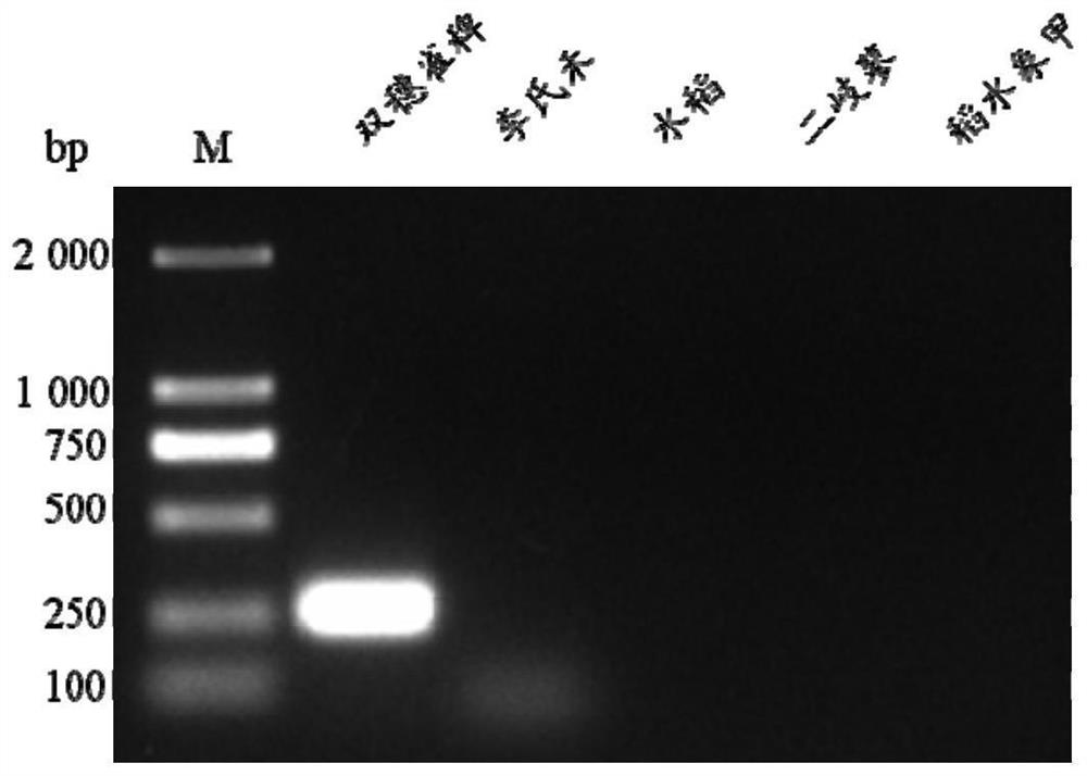 Method for detecting feeding habits of lissorhoptrus oryzophilus in intestinal tract based on SCAR-PCR technology