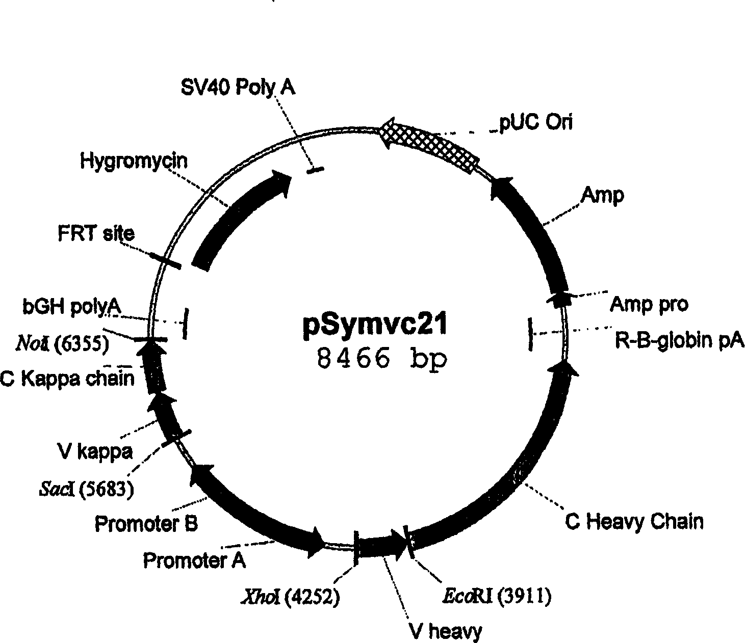 Method for manufacturing recombinant polyclonal proteins