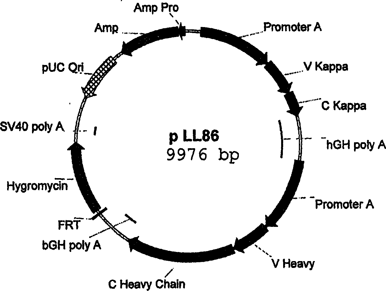 Method for manufacturing recombinant polyclonal proteins