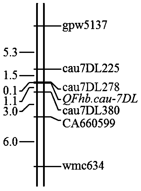 DNA marker closely linked to wheat 7DL chromosome scab-resistant gene and application thereof