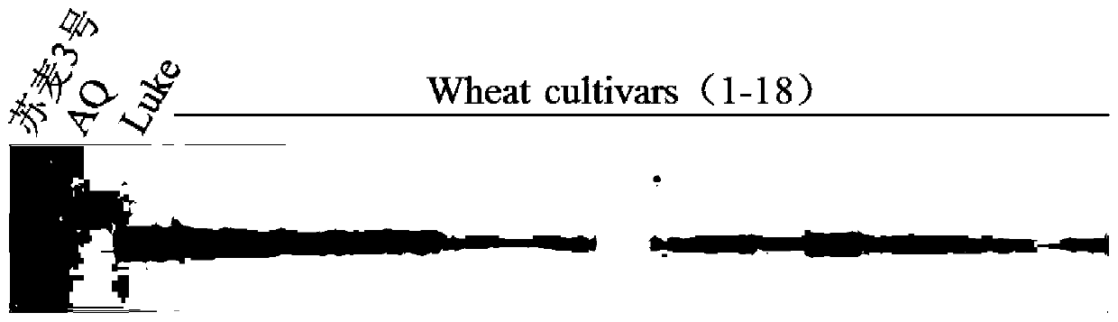 DNA marker closely linked to wheat 7DL chromosome scab-resistant gene and application thereof