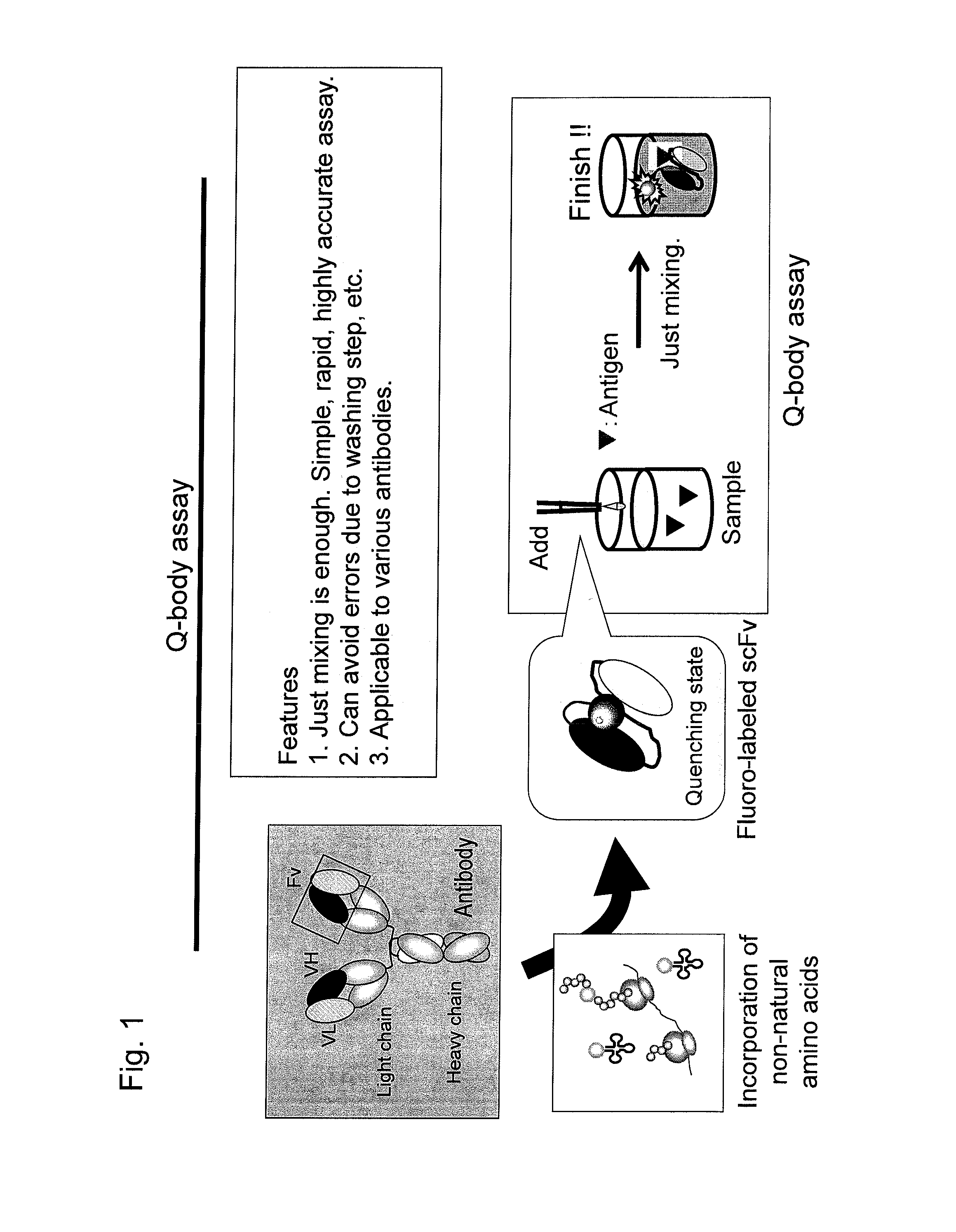 Fluorescence immunoassay using polypeptide complex containing fluoro-labeled antibody variable region