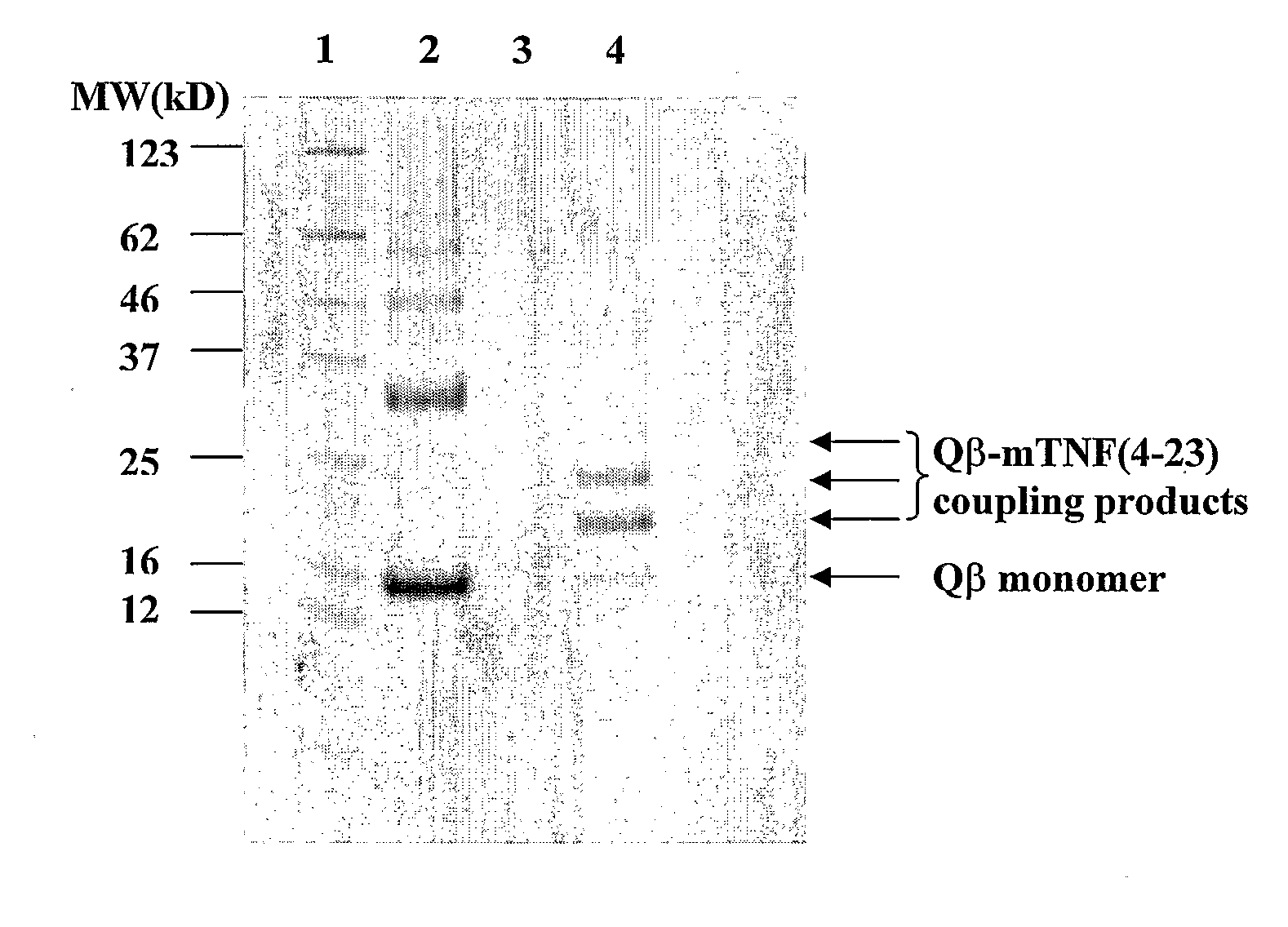 Medical Uses of Carrier Conjugates of Non-Human Tnf -Peptides