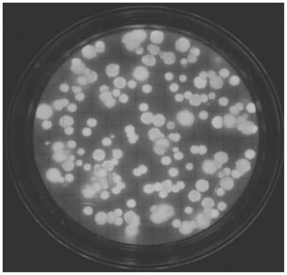 Reagent, device and method for rapidly counting eukaryotic microorganisms