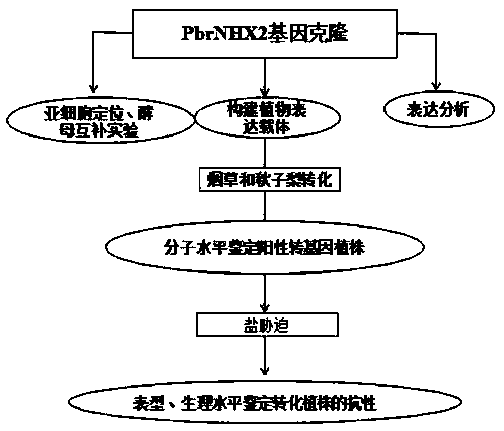 Sodium and hydrogen antiporter pbrnhx2 in Duli pear and its application in improving plant salt tolerance