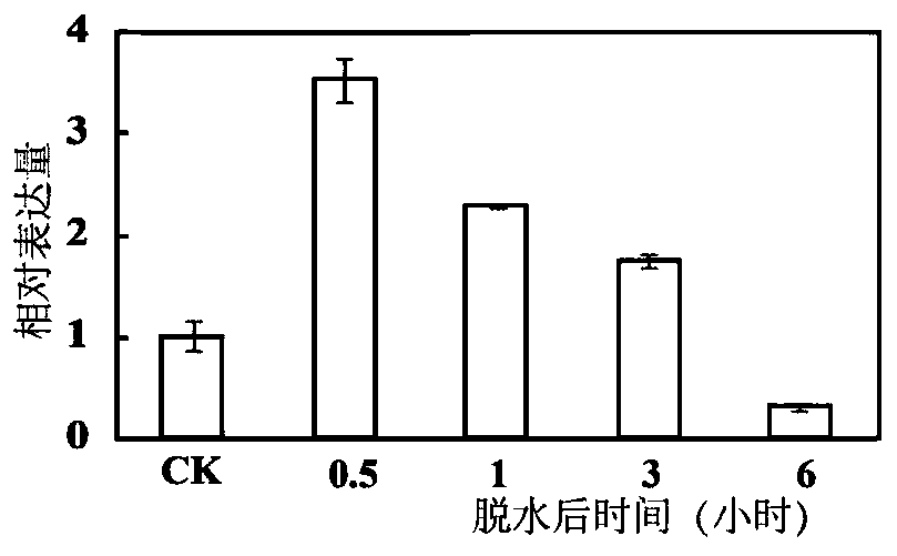 Sodium and hydrogen antiporter pbrnhx2 in Duli pear and its application in improving plant salt tolerance